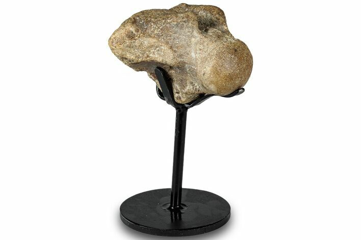 Fossil Mosasaur Atlas Vertebra w/ Metal Stand - Texas #316040